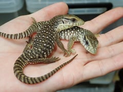 サバンナモニター
