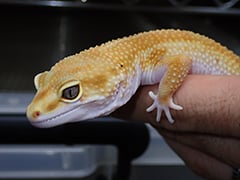 サイクスエメリンホワイト&イエロー