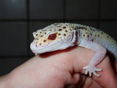 ステルス