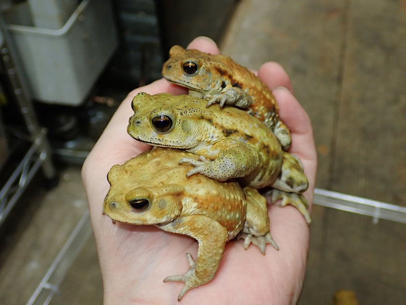 ハイカラー