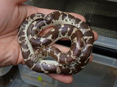 ナイルサンドボア