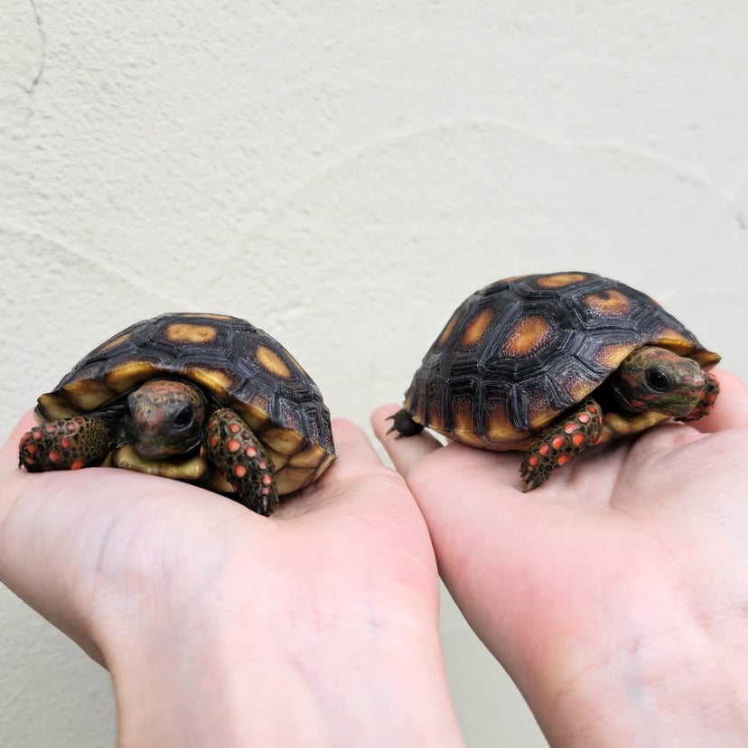 アカアシガメ