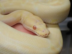 アルビノクラウン