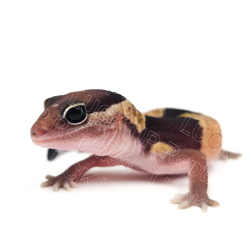 ノーマルhetオレオ