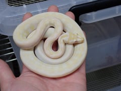 スノー
