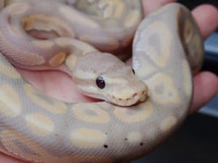 バナナシナモン