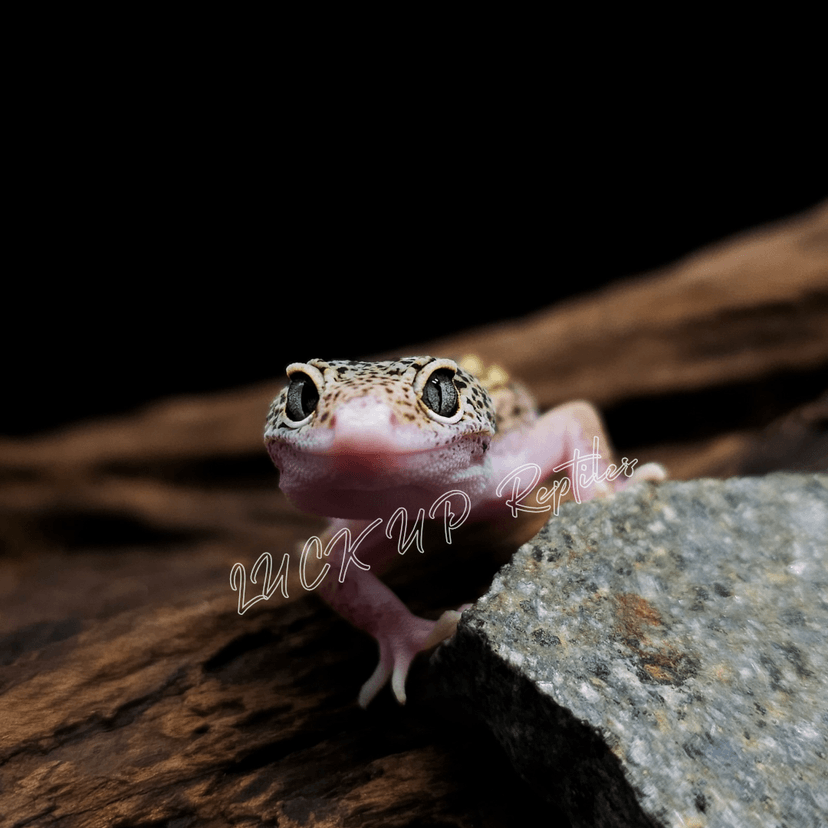 スノーエクリプス