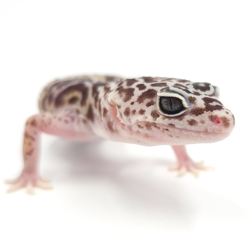 ダイオウトカゲモドキ