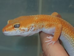 タンジェリントルネード