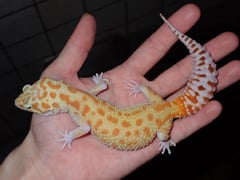ゴジラジャイアントラプター