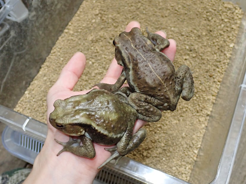 ヒキガエル