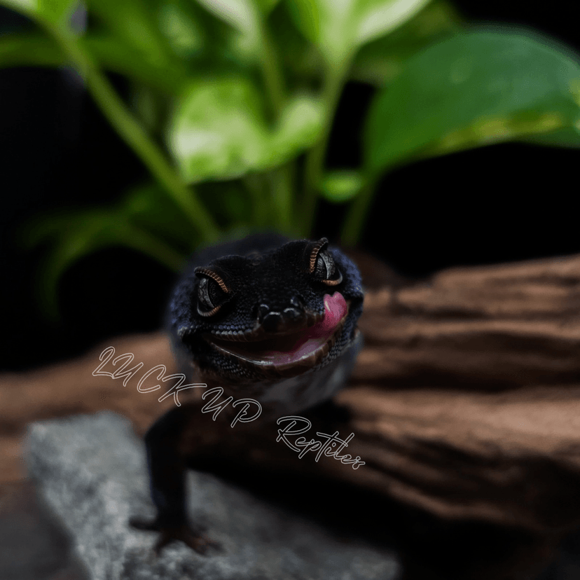 ブラックナイト
