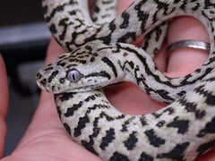 アザンティックゼブラジャガー