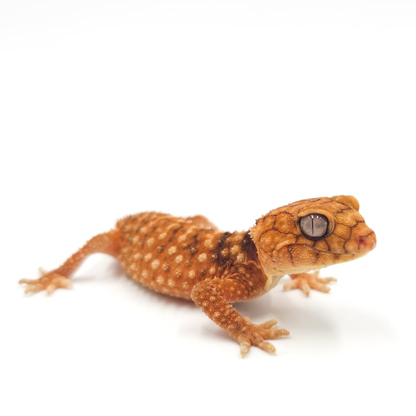 オニタマオヤモリ