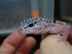 ワイルドブラッドライン・ファスキオラータス