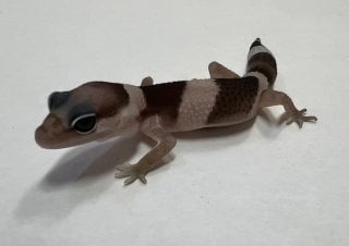オレオ
