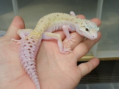 ヒョウモントカゲモドキ エクリプス