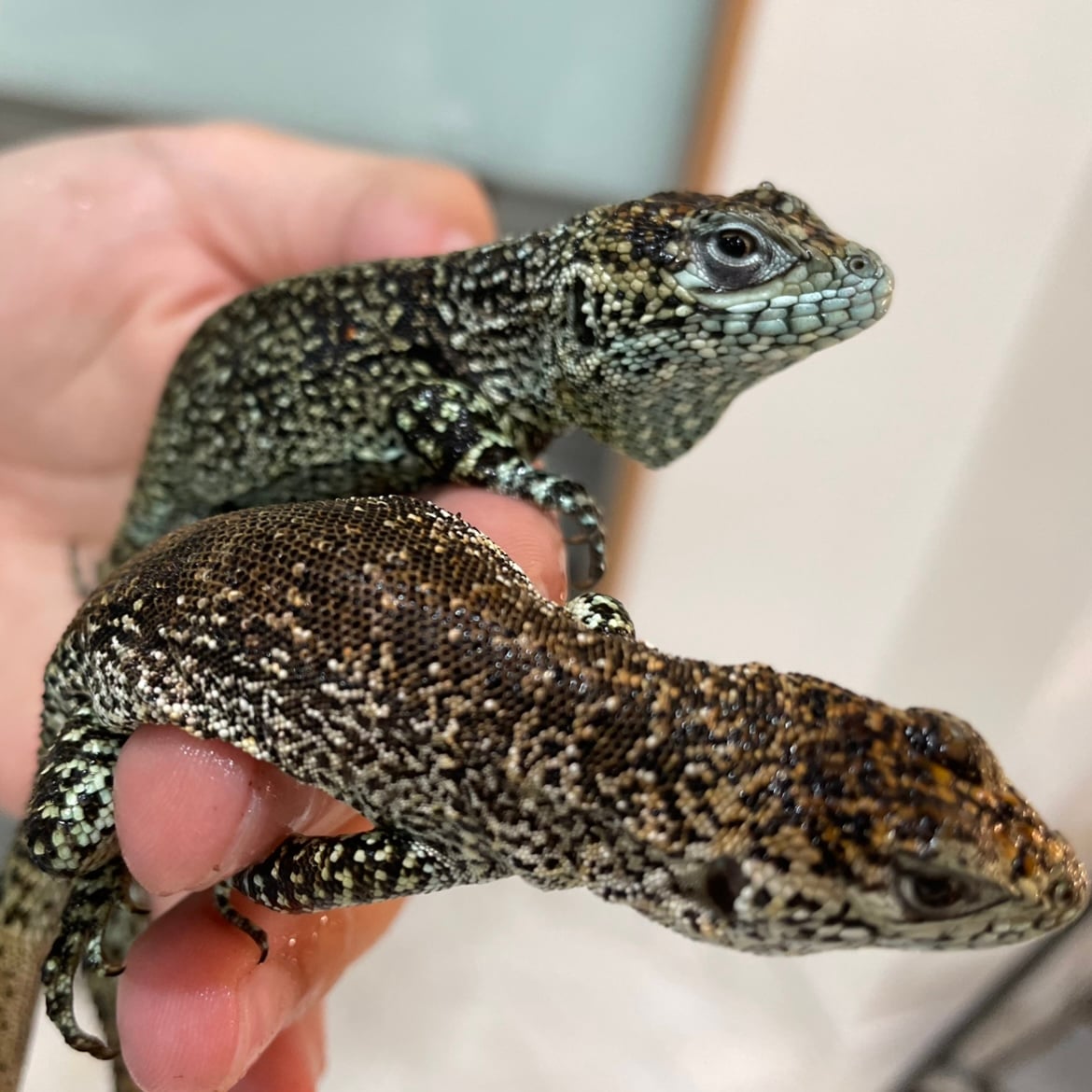 イグアナ スターダストスウィフト