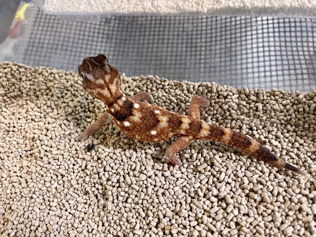 グローブヤモリ 