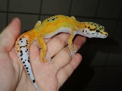 ヒョウモントカゲモドキ サイクスエメリン