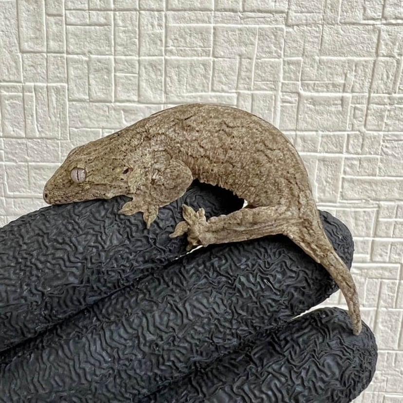 ヌアナ