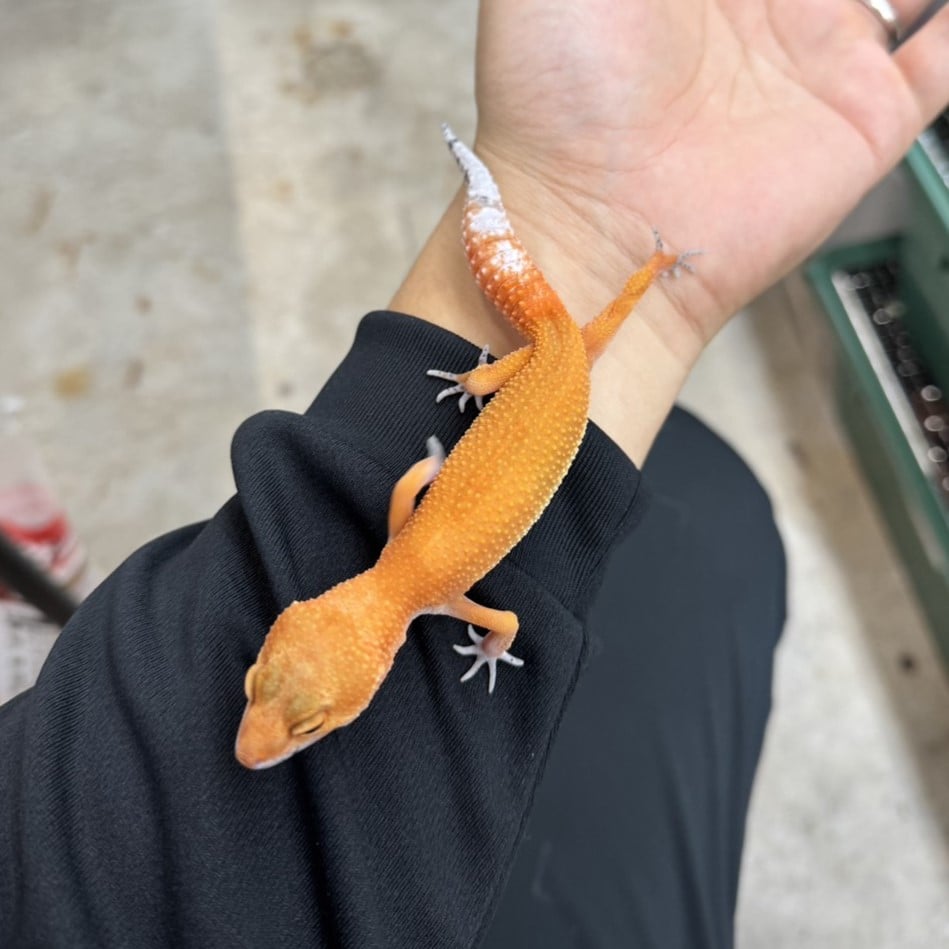 ヒョウモントカゲモドキ インフェルノ/メス