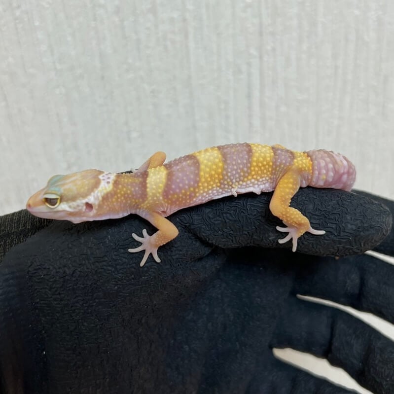 ヒョウモントカゲモドキ アルビノパステル