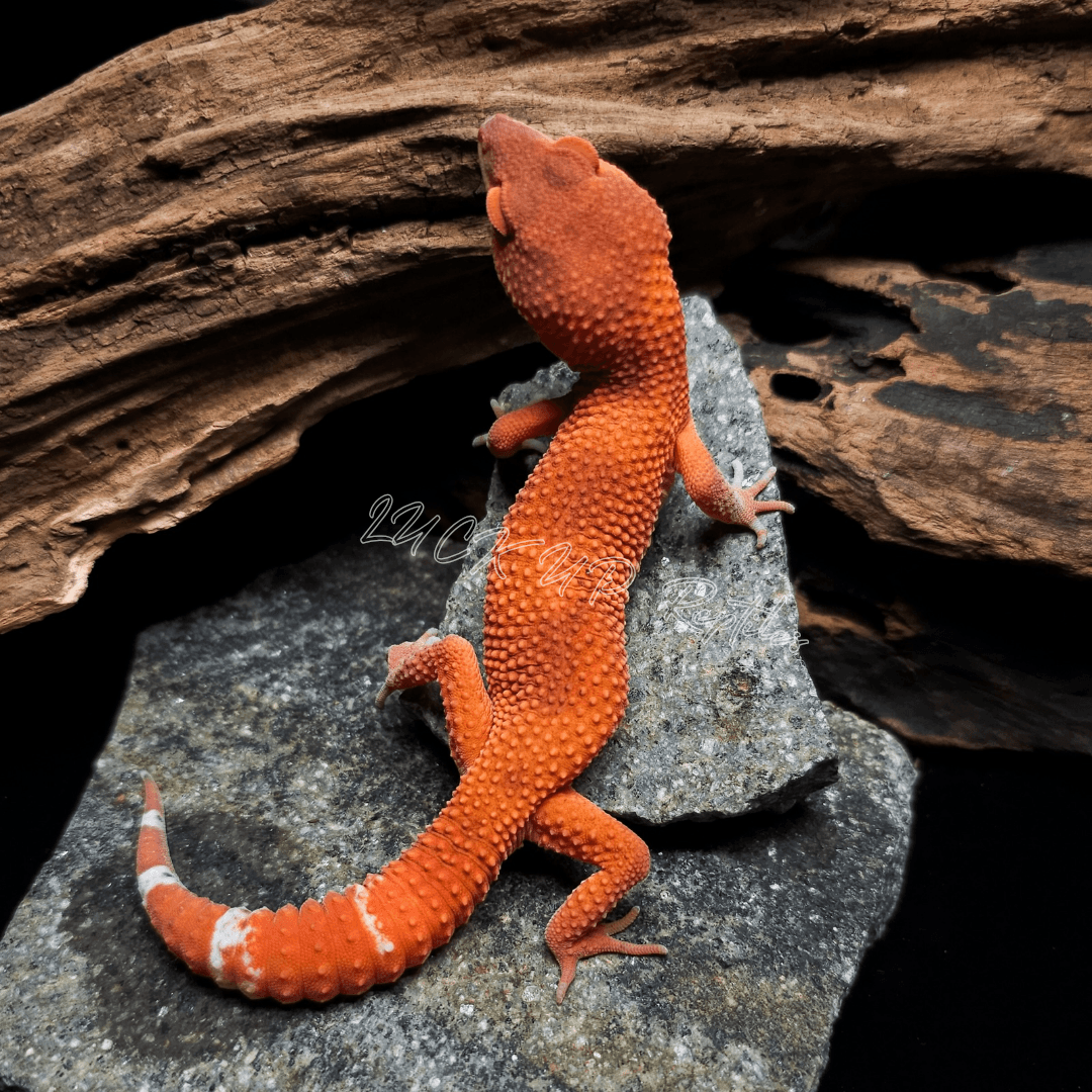 ヒョウモントカゲモドキ マンダリン