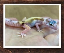 ヒョウモントカゲモドキ スノーストライプ