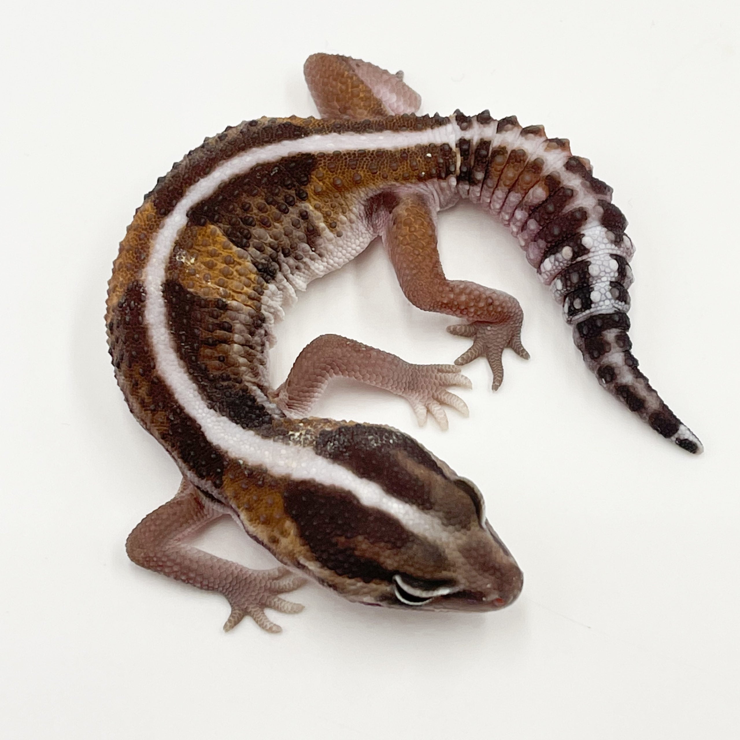 ニシアフリカトカゲモドキ ノーマルhetオレオ