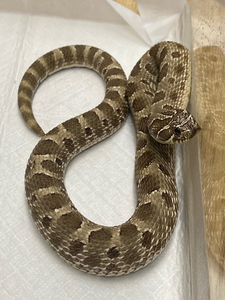 セイブシシバナヘビ アナコンダ
