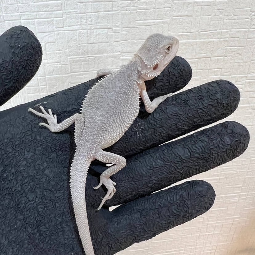 ハイポゼロ