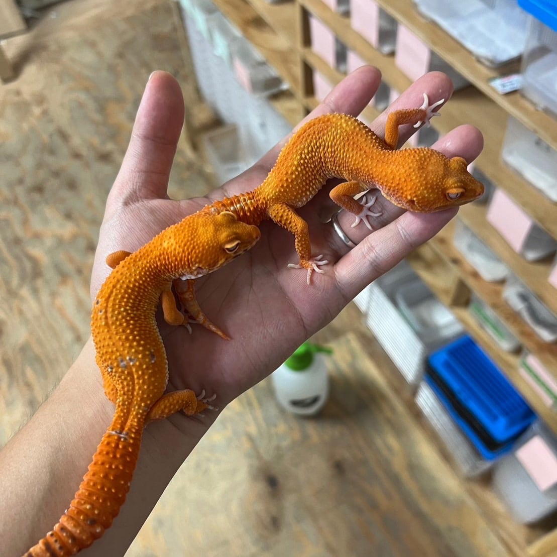 ヒョウモントカゲモドキ レッドデビル