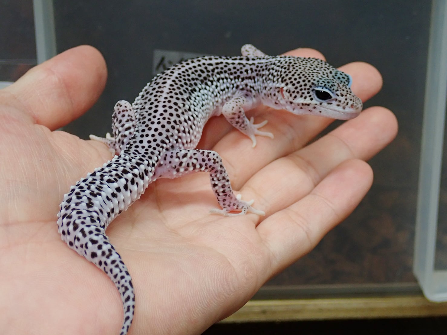 ヒョウモントカゲモドキ グラナイトスーパーマックスノー