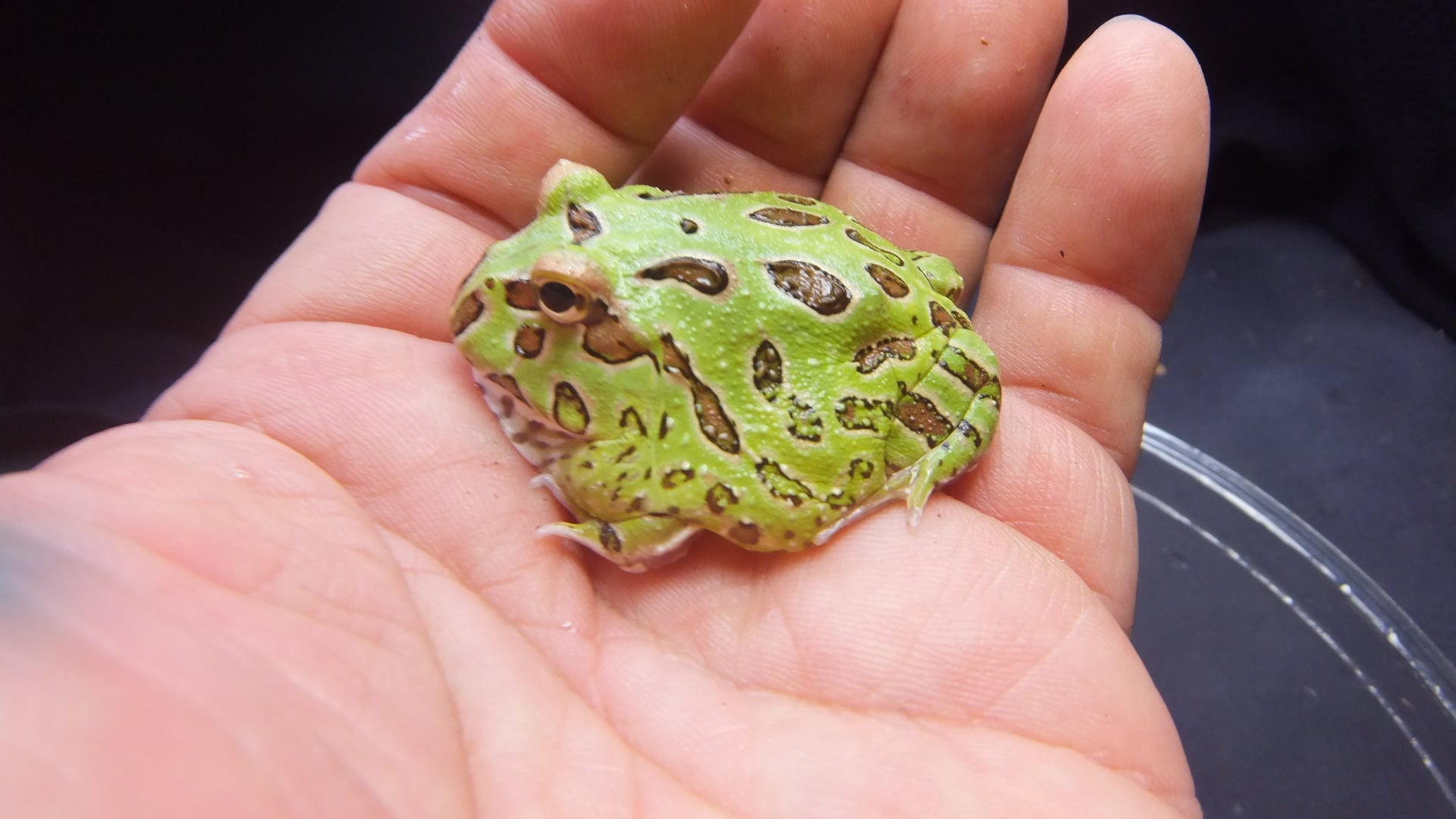 ツノガエル 
