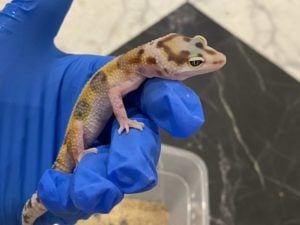 ヒョウモントカゲモドキ WYhetベル