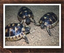 マルギナータリクガメ 