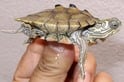 キタクロコブチズガメ 