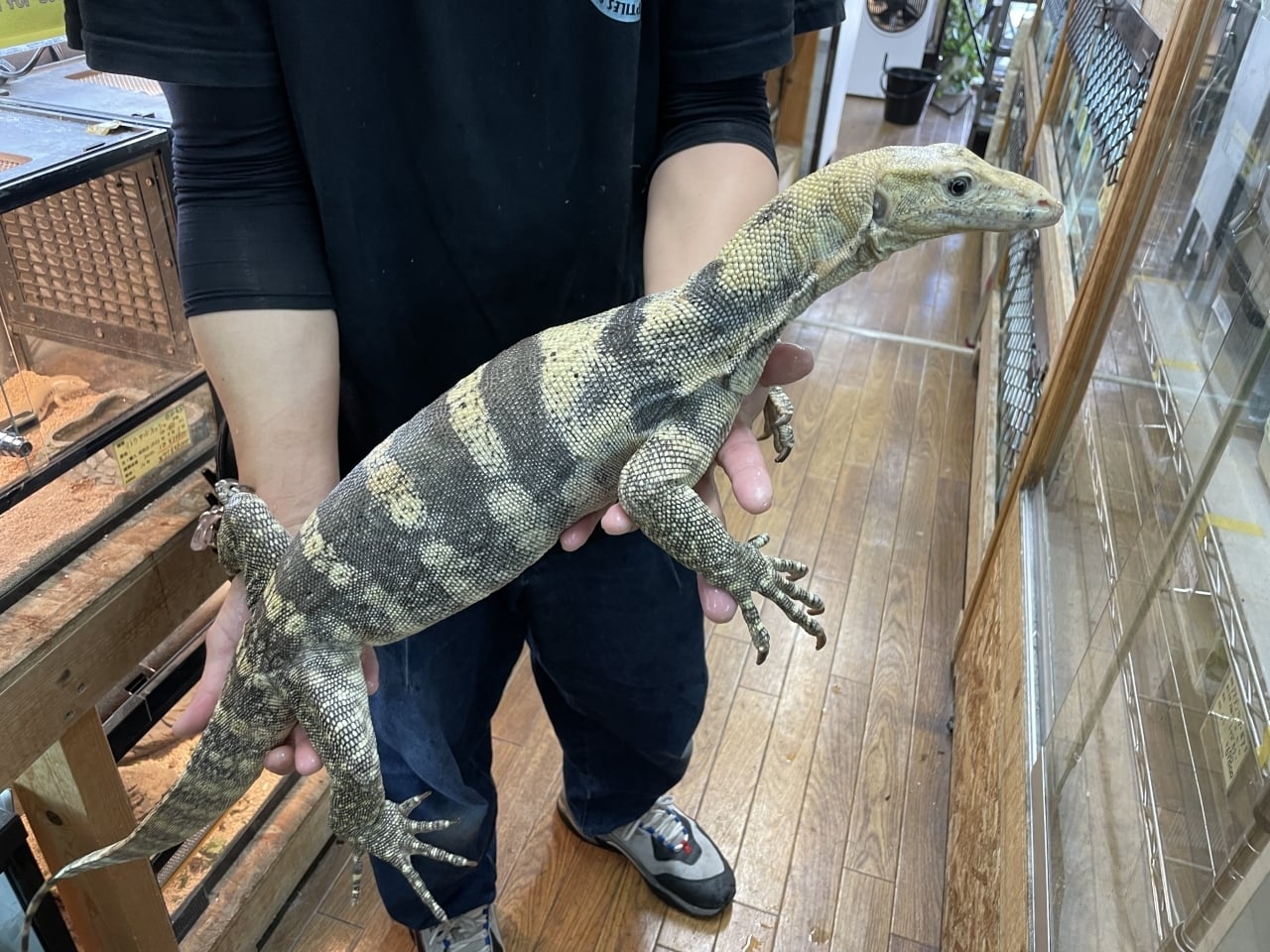 サルファモニター ハイイエロー