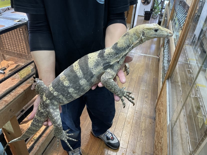 ハイイエロー