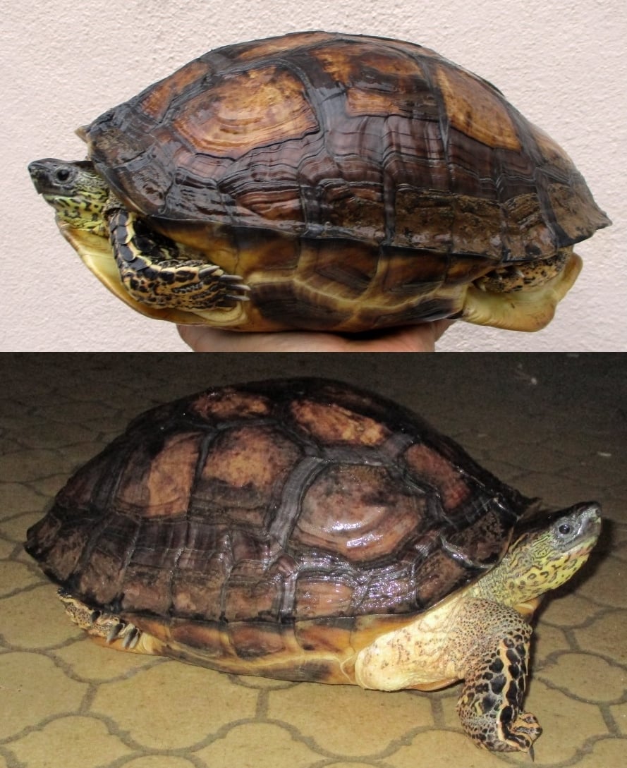 バルカンヌマガメ 