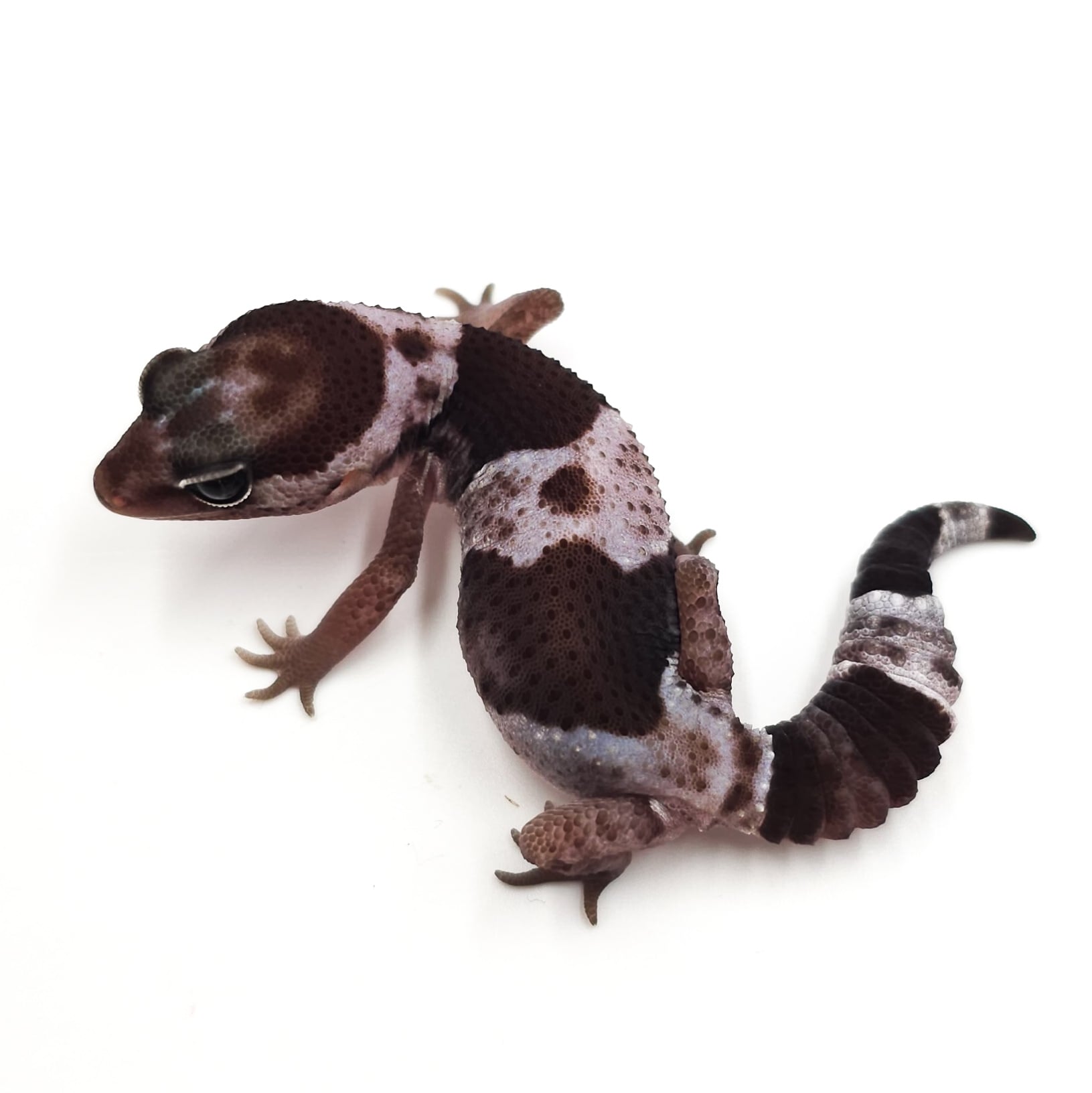 ニシアフリカトカゲモドキ オレオhetズールー
