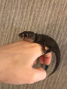 カブトトカゲ 