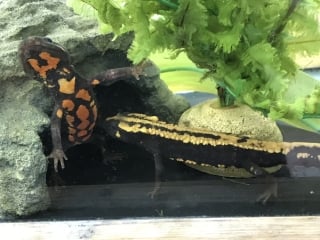 ラオスコブイモリ 