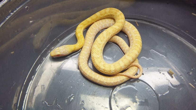 アオダイショウ