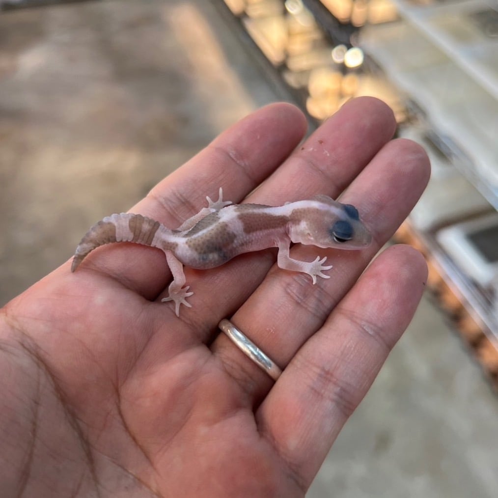 ニシアフリカトカゲモドキ スノーズールー