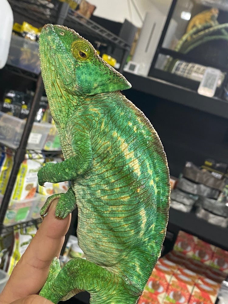 カメレオン オレンジアイ