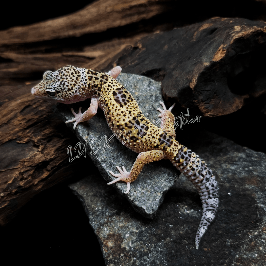ヒョウモントカゲモドキ スノーエクリプス