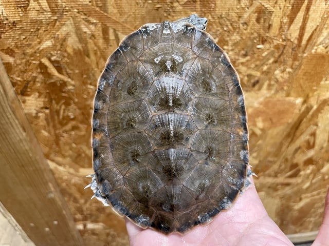 ジェフロアカエルガメ 