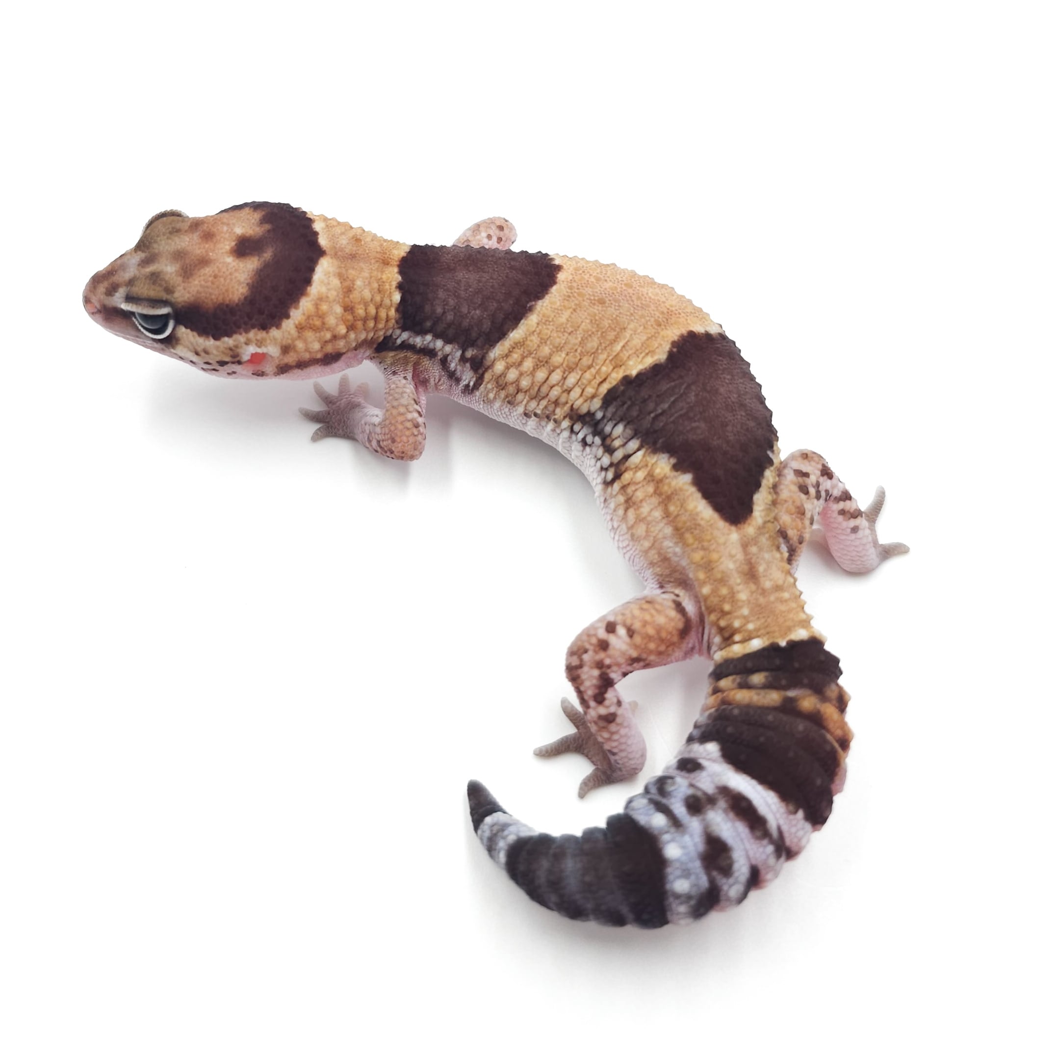 ニシアフリカトカゲモドキ ノーマルhetオレオズールー
